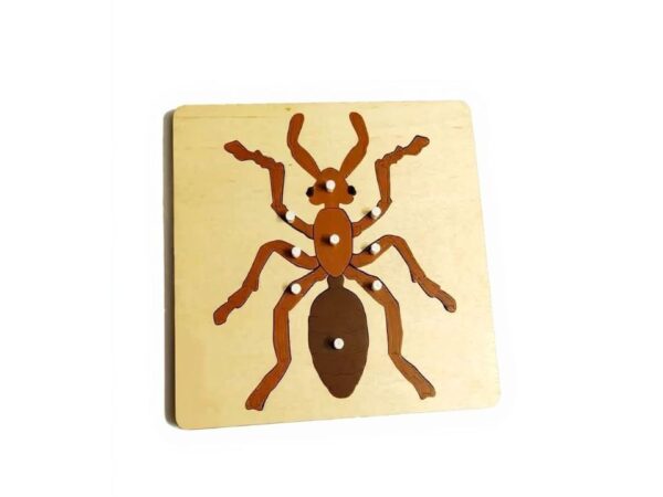 פאזל האנטומיה של הנמלה