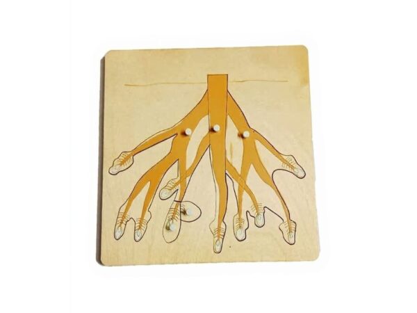 פאזל חלקי השורש