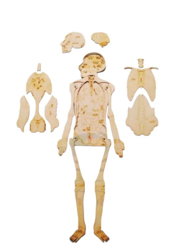 פאזל גוף האדם 3 שכבות