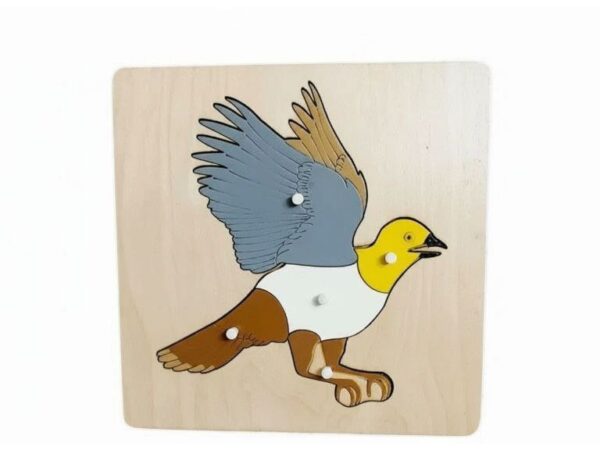 פאזל האנטומיה של הציפור