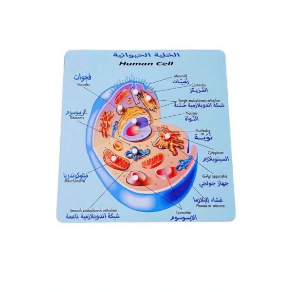 פאזל מבנה התא האנושי
